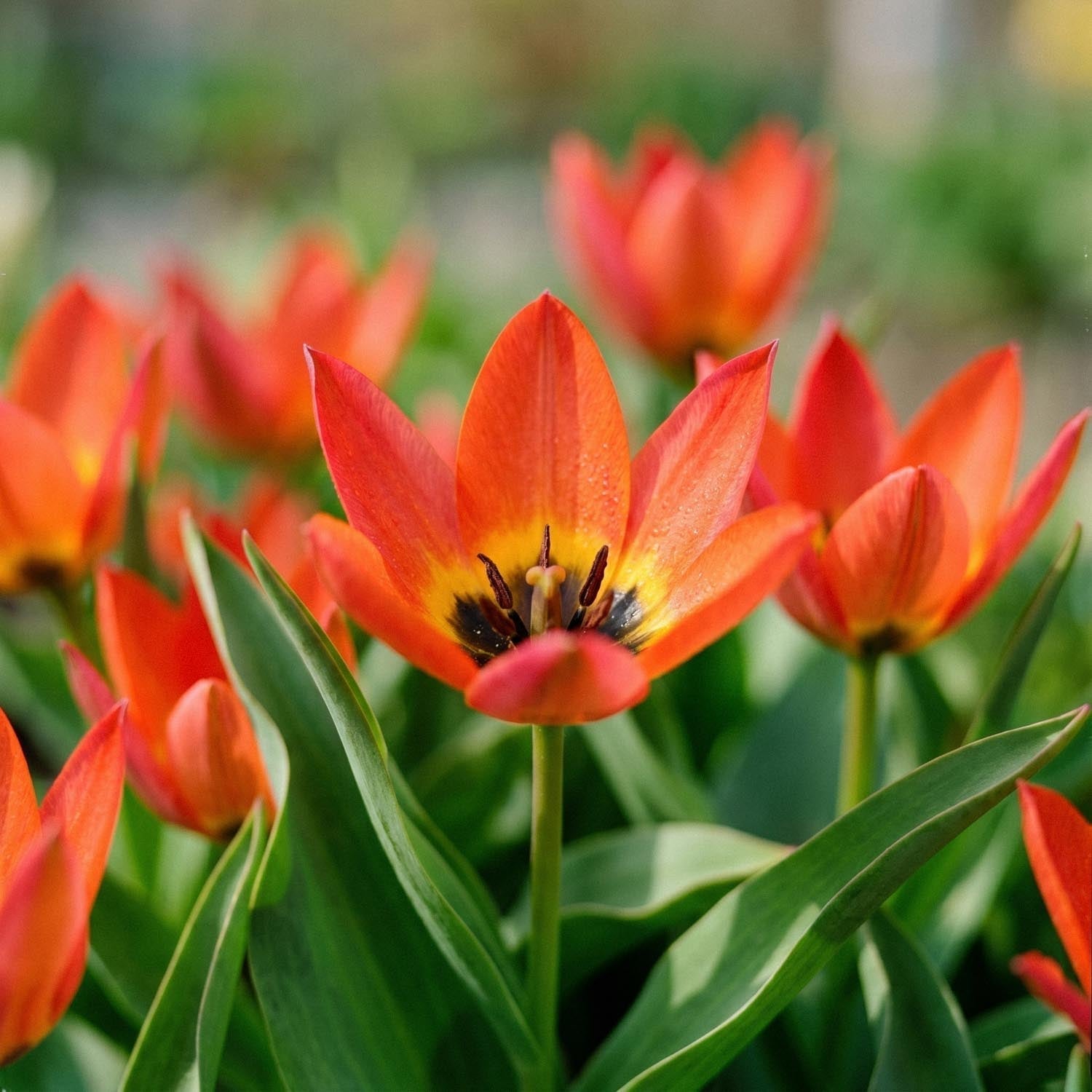 Tulp 'Little Princess'