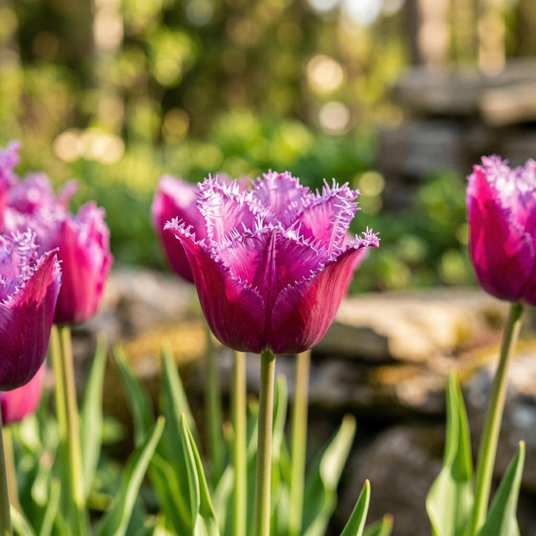 Tulp 'Louvre'