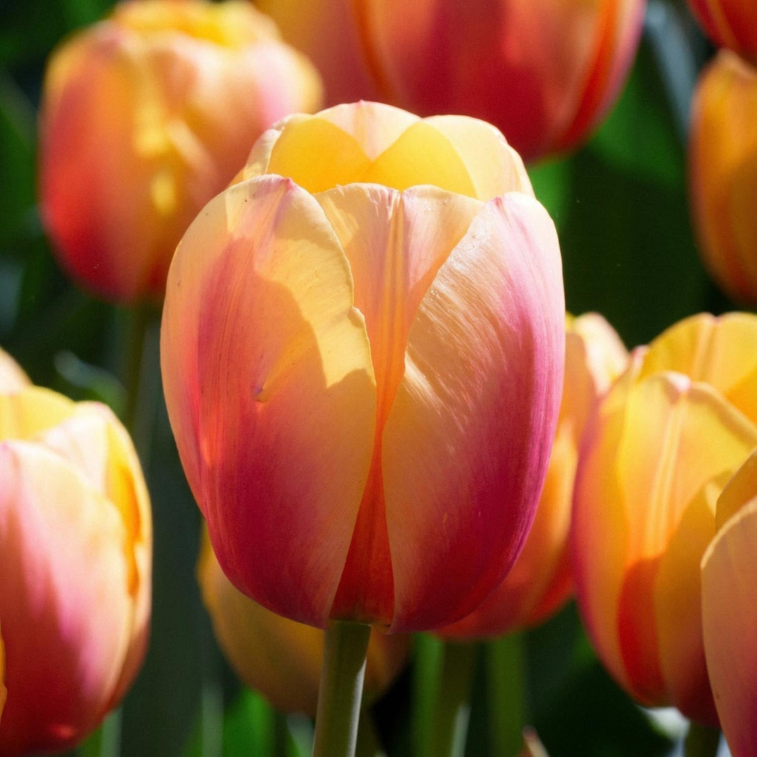 Tulp 'Marit'