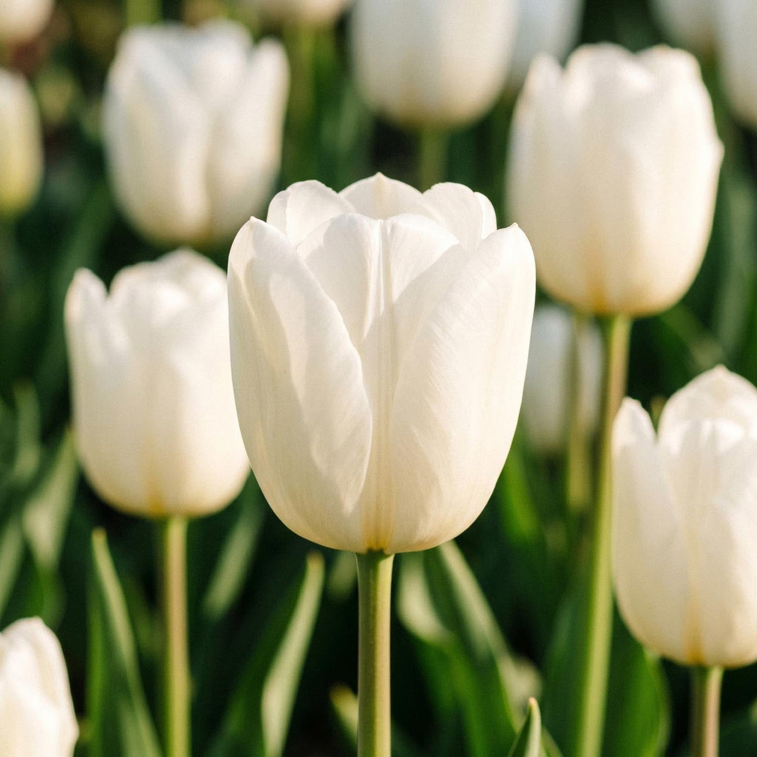 Tulp 'Maureen'