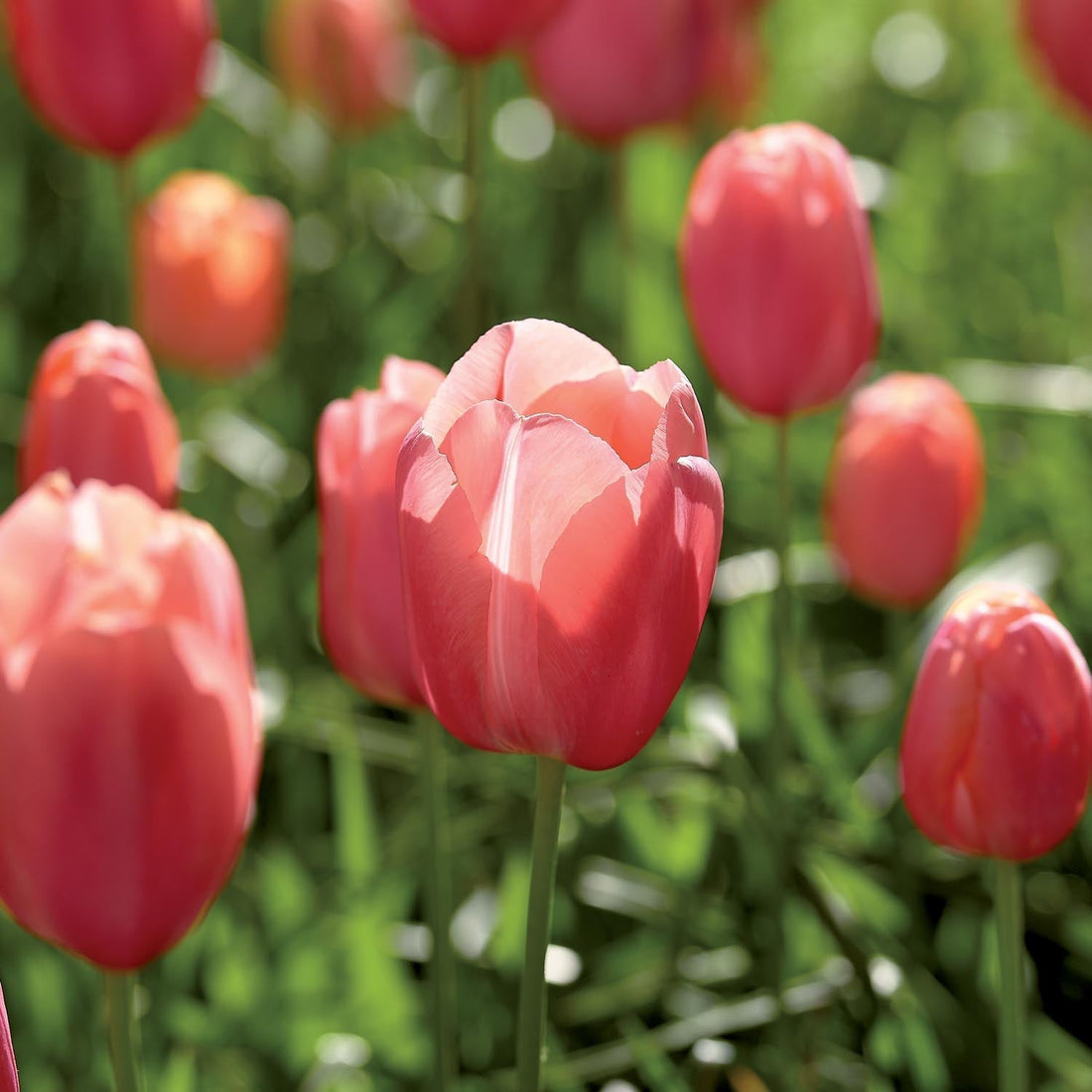 Tulp 'Menton'