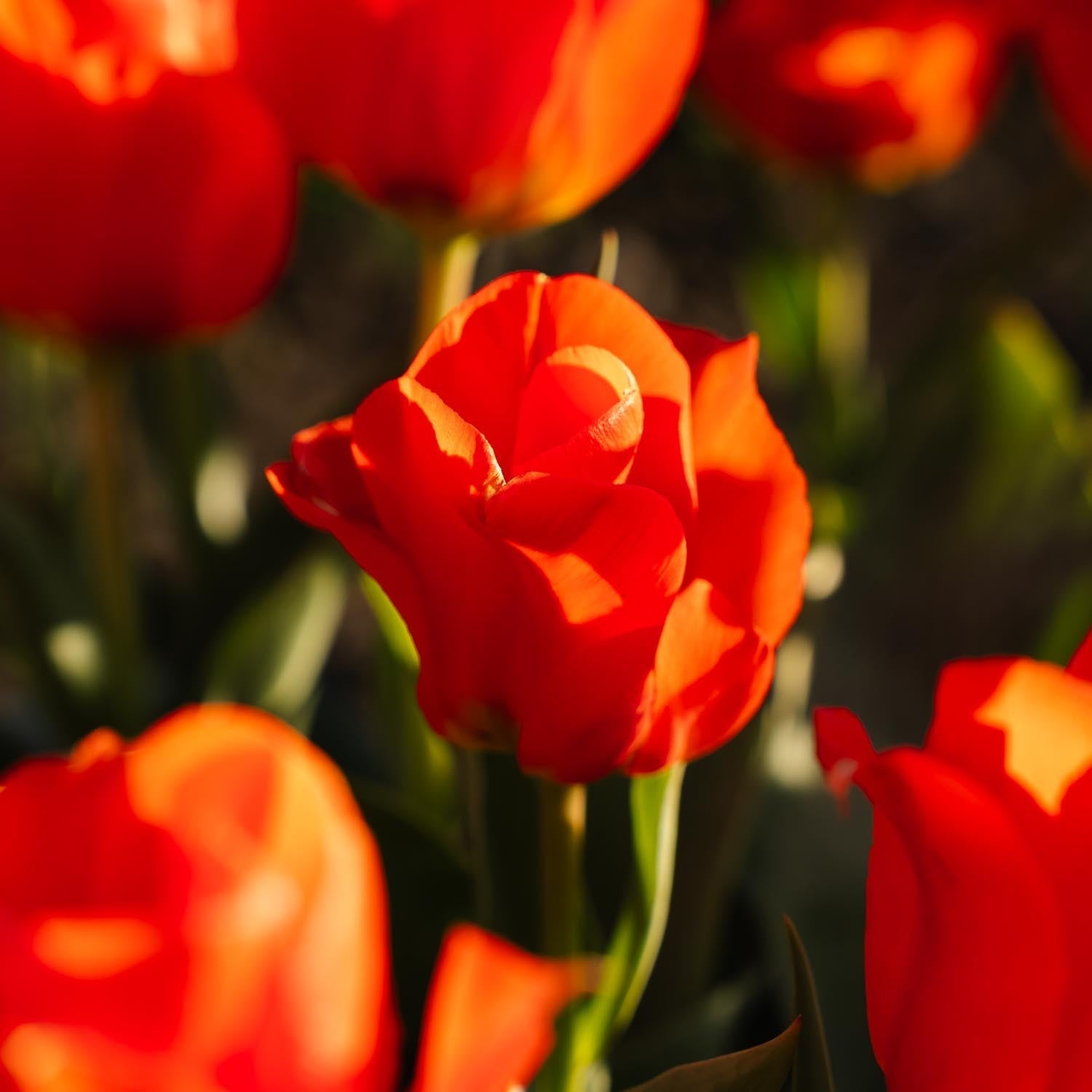 Tulp 'Mira Mare'