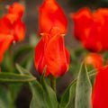 Tulp 'Mira Mare'