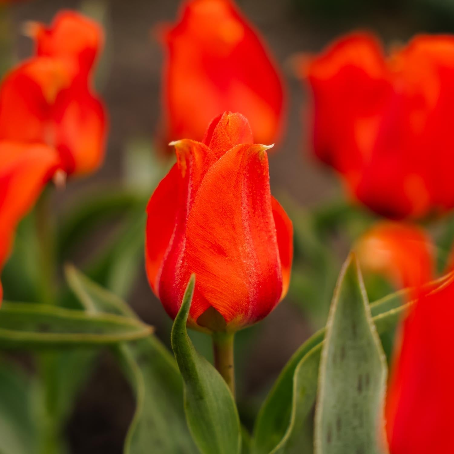 Tulp 'Mira Mare'