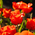 Tulp 'Mira Mare'