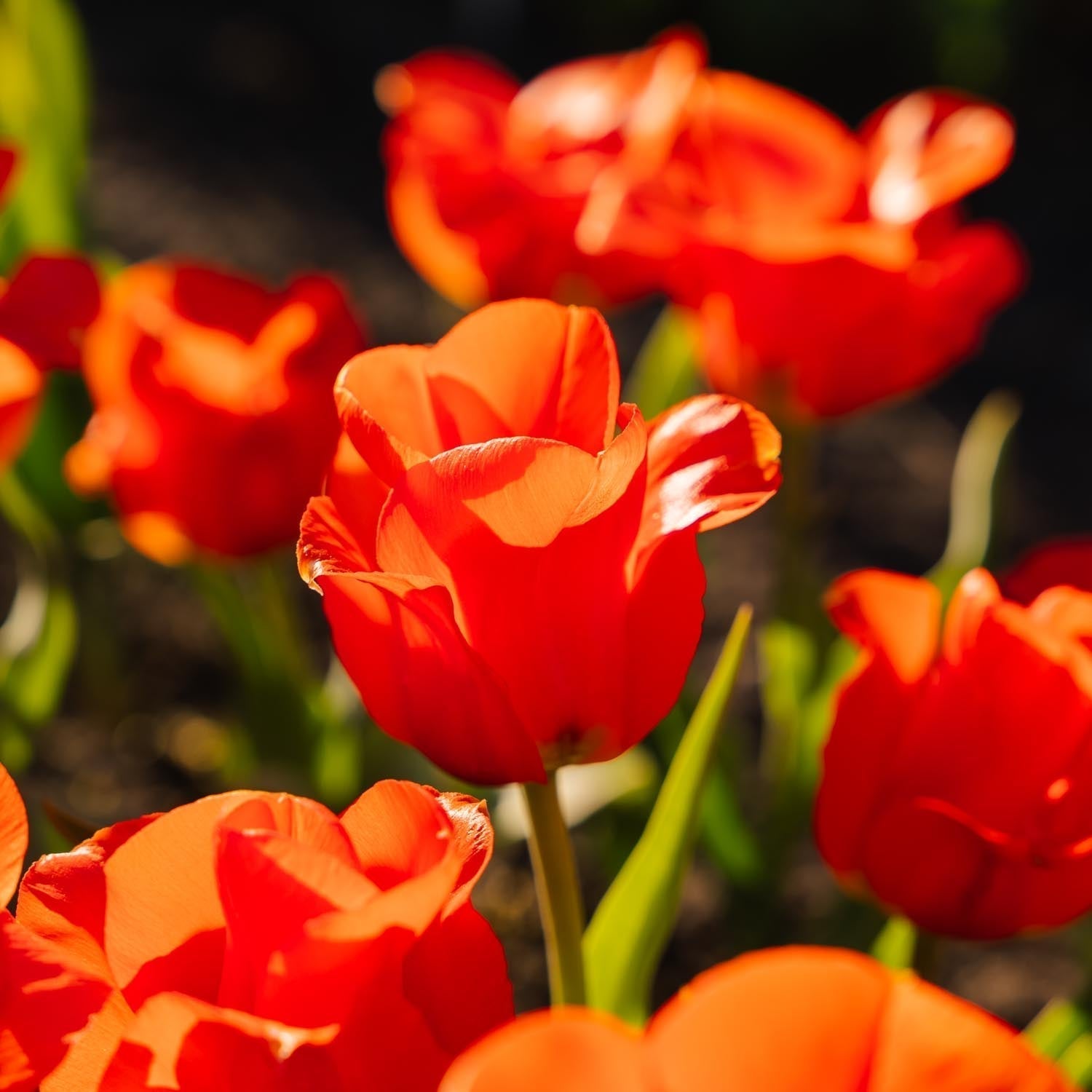 Tulp 'Mira Mare'