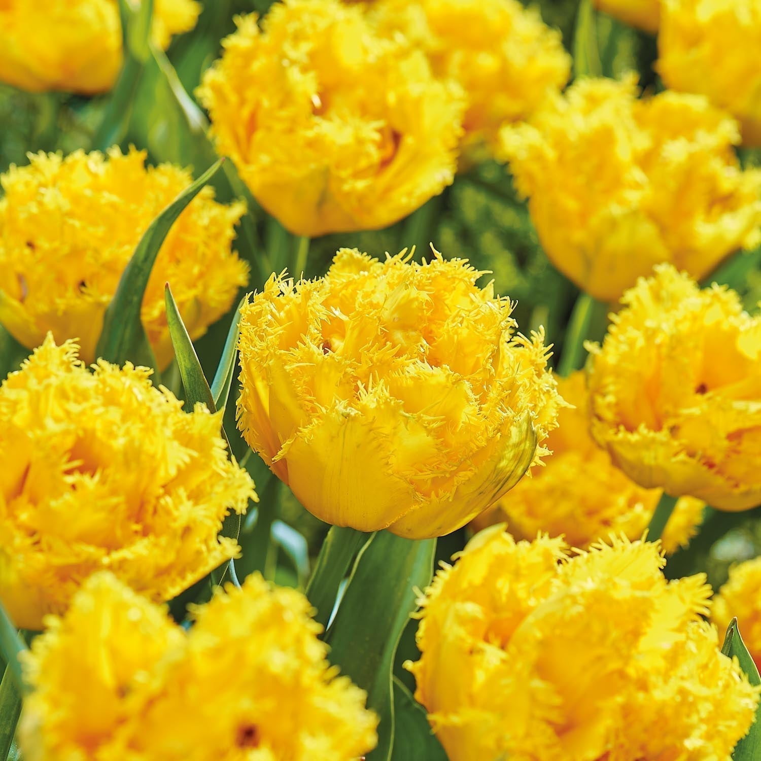 Tulp 'Mon Amour'