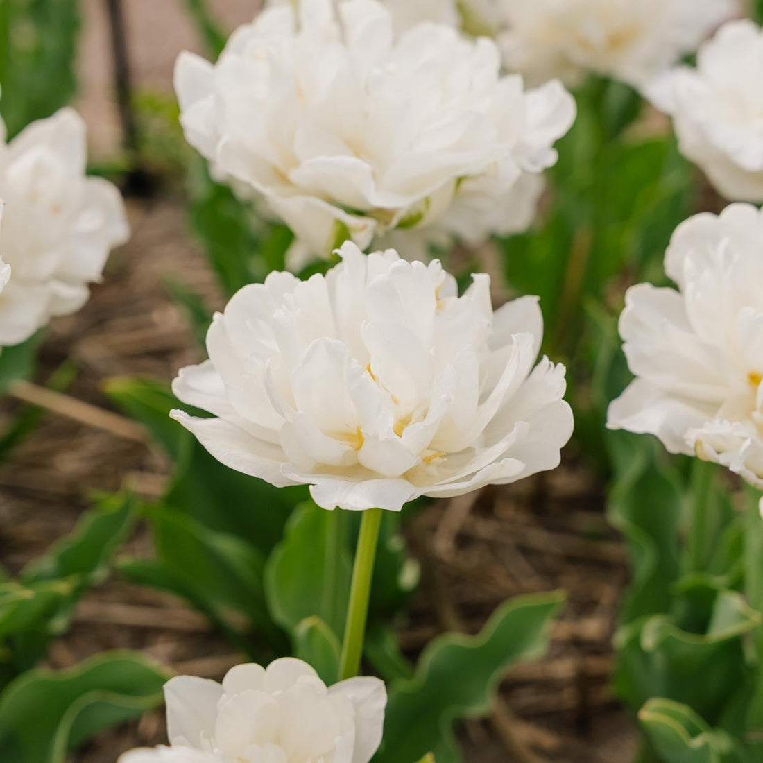 Tulp 'Mount Tacoma'