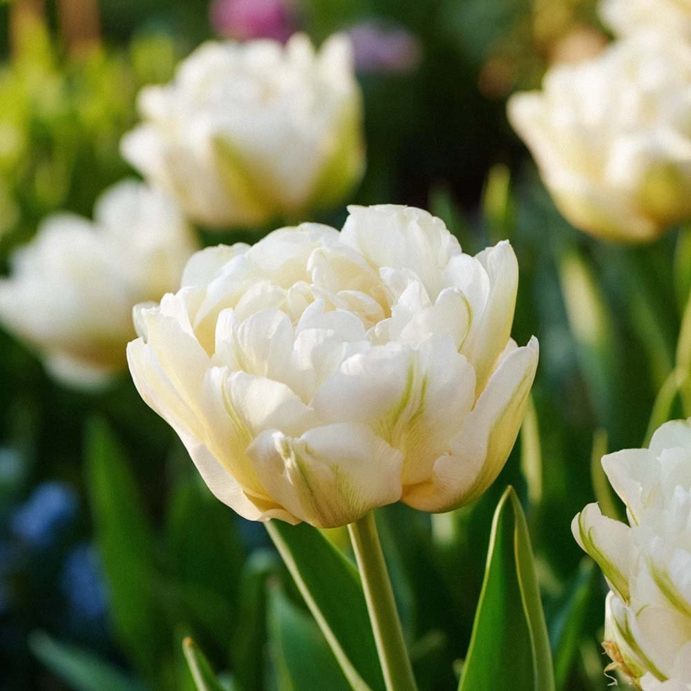 Tulp 'Mount Tacoma'