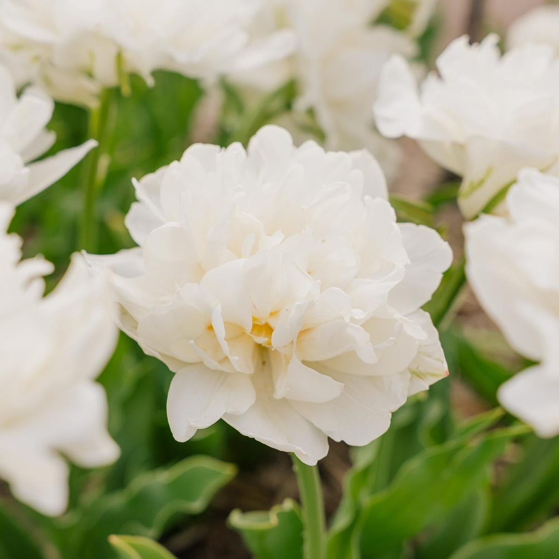 Tulp 'Mount Tacoma'