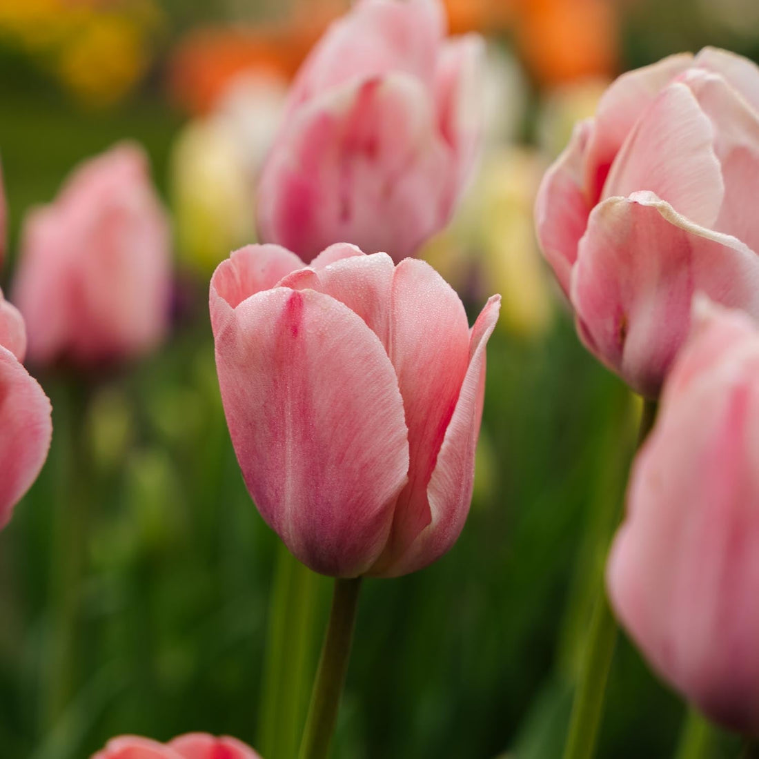 Tulp 'Mystic van Eijk'