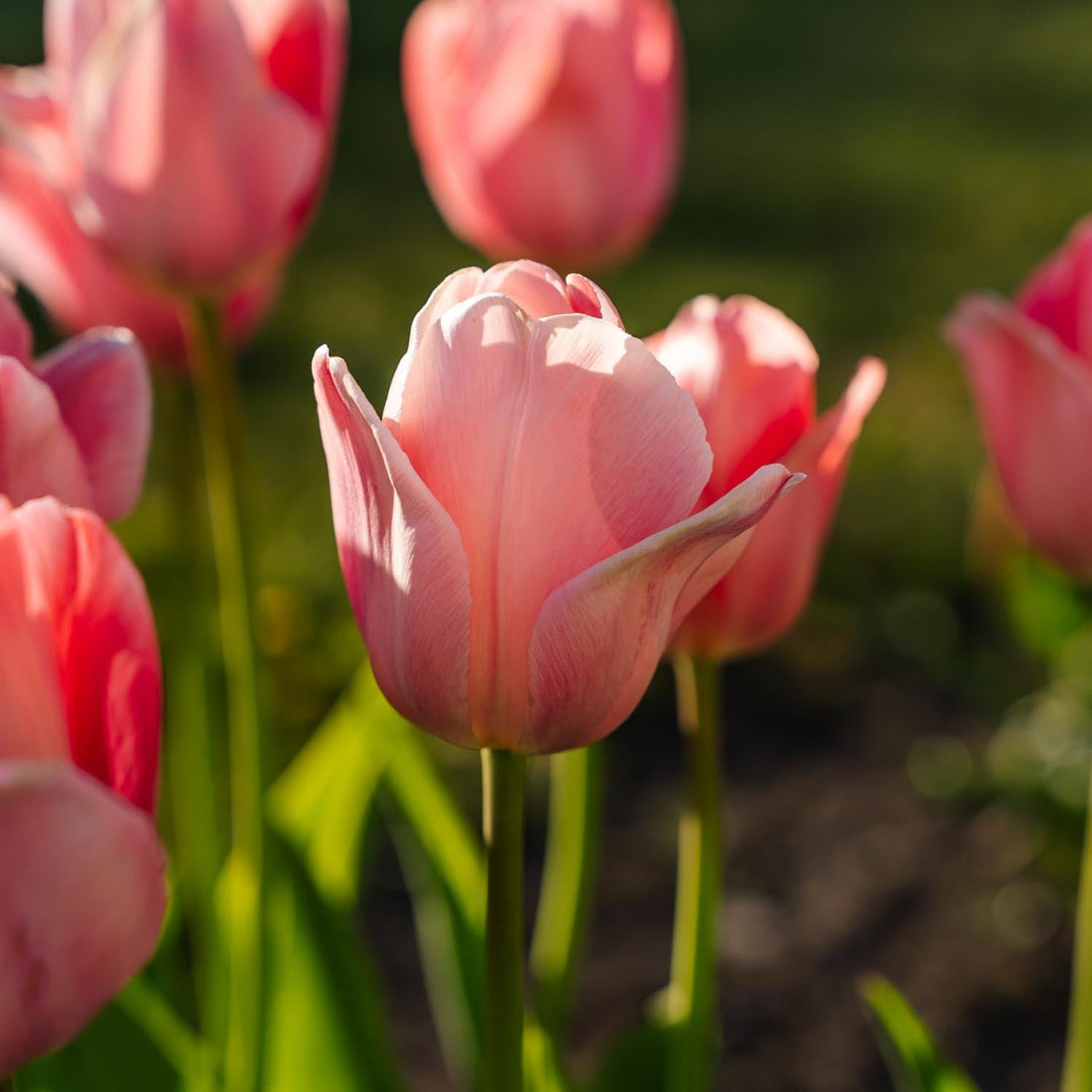 Tulp 'Mystic van Eijk'
