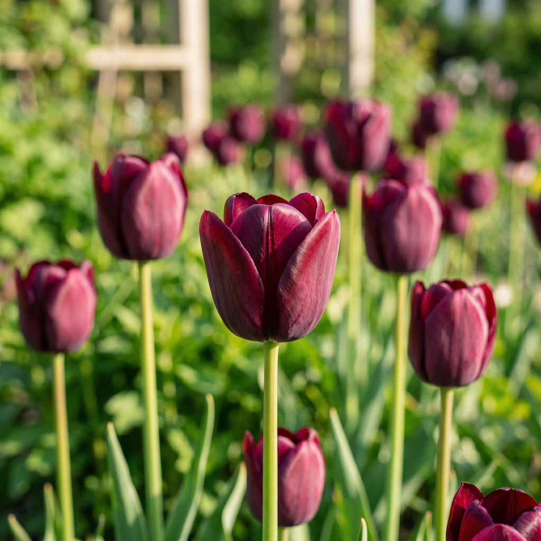 Tulp 'National Velvet'