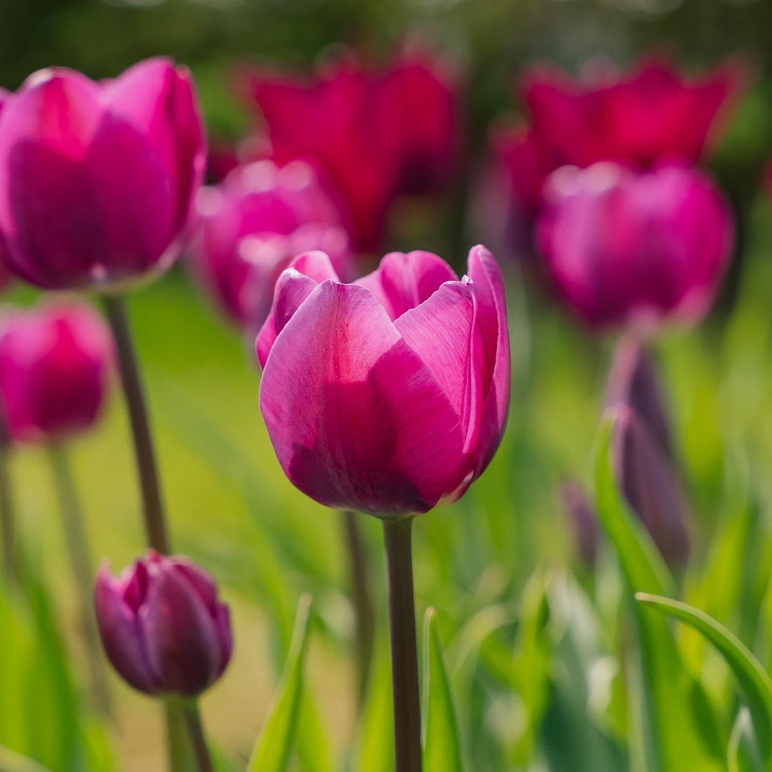 Tulp 'Negrita'