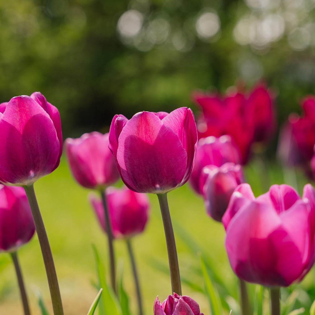 Tulp 'Negrita'
