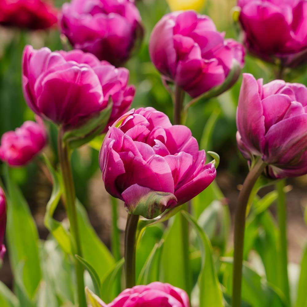 Tulp 'Negrita Double'
