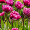 Tulp 'Negrita Double'