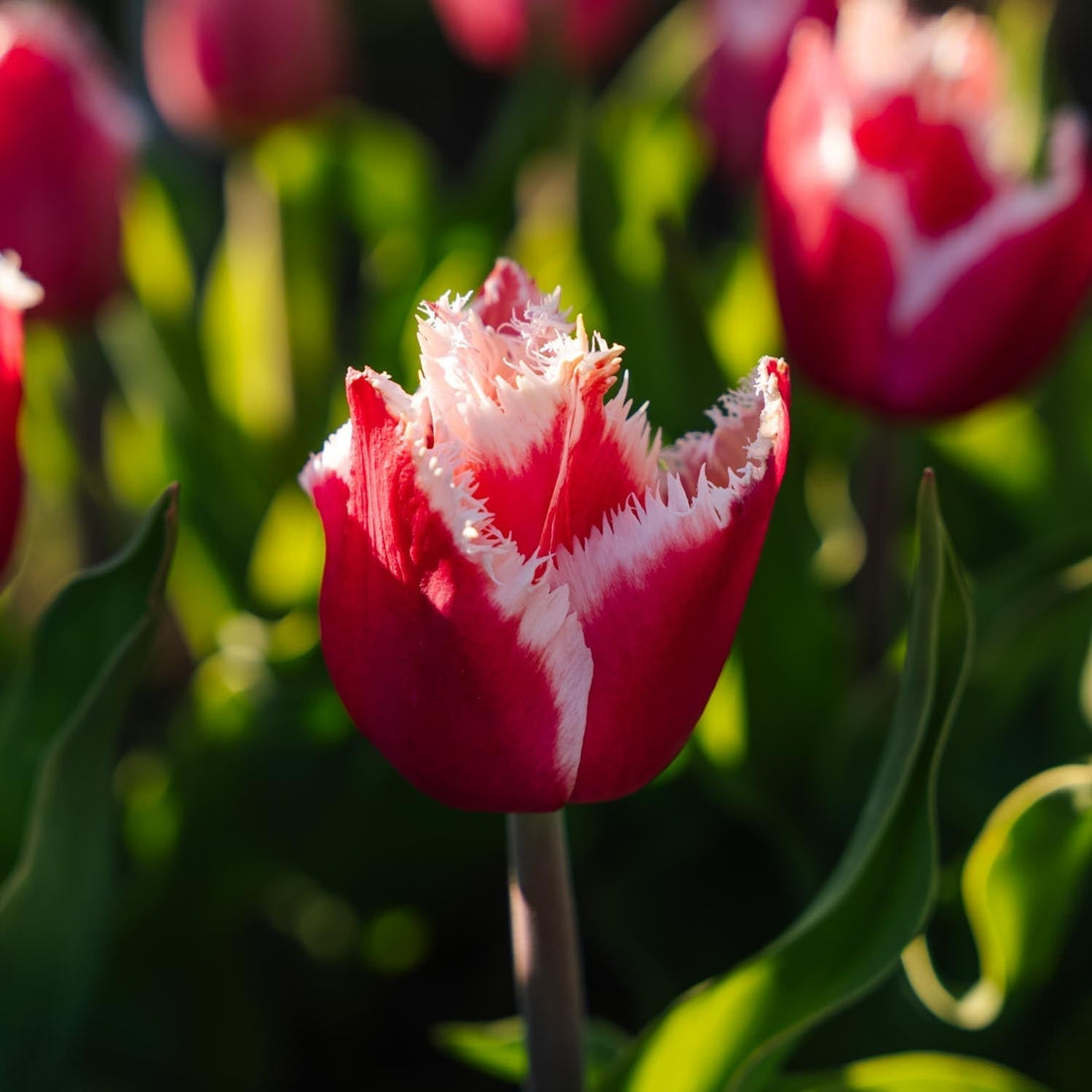 Tulp 'New Santa'