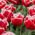 Tulp 'New Santa'