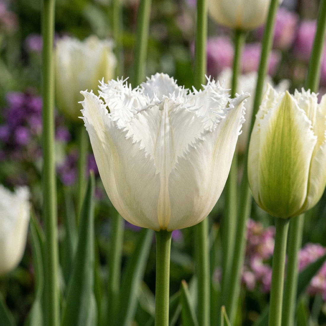 Tulp 'Noordeinde'