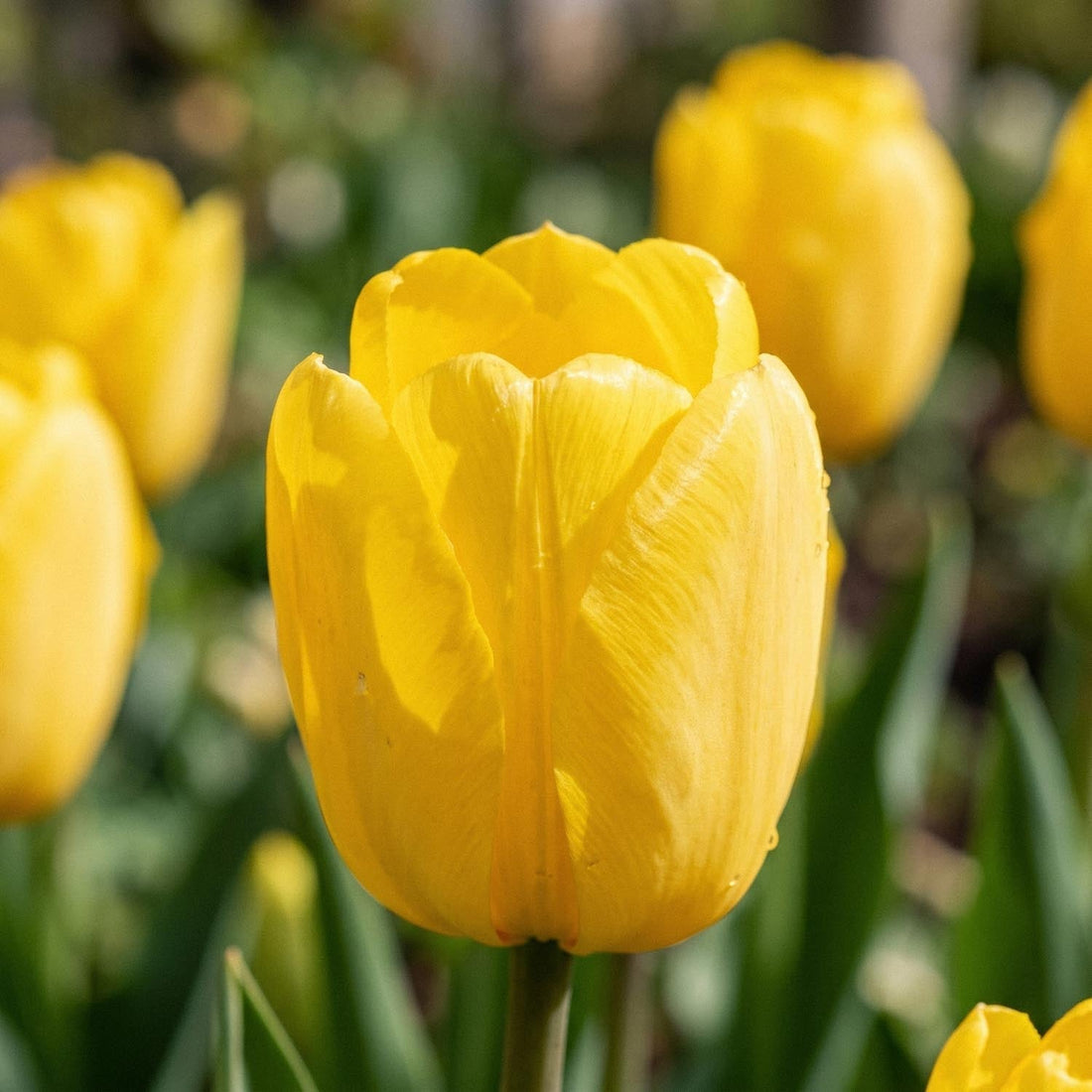 Tulp 'Novi Sun'
