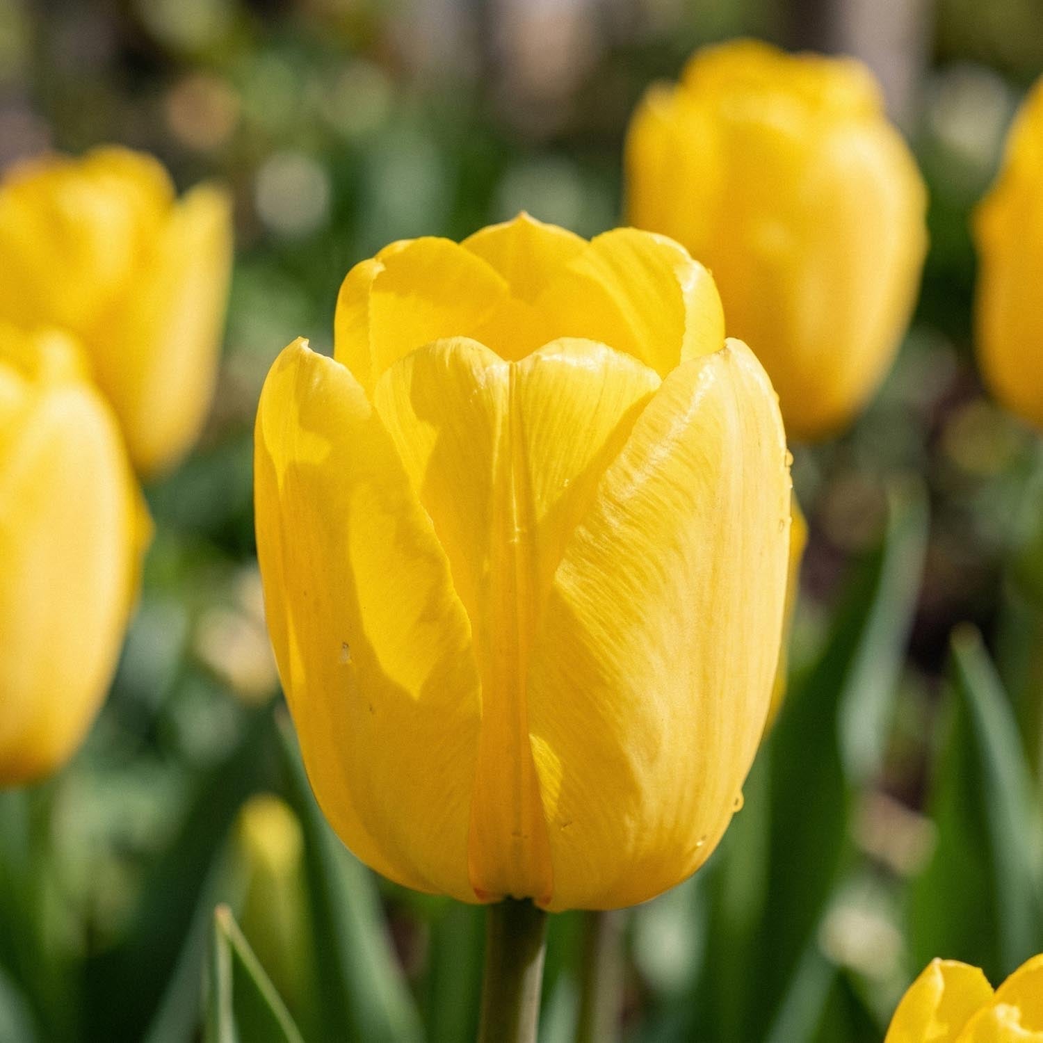 Tulp 'Novi Sun'