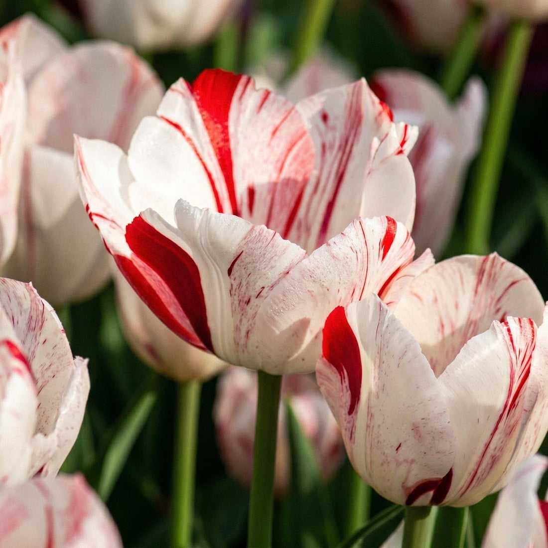 Tulp 'One Direction'