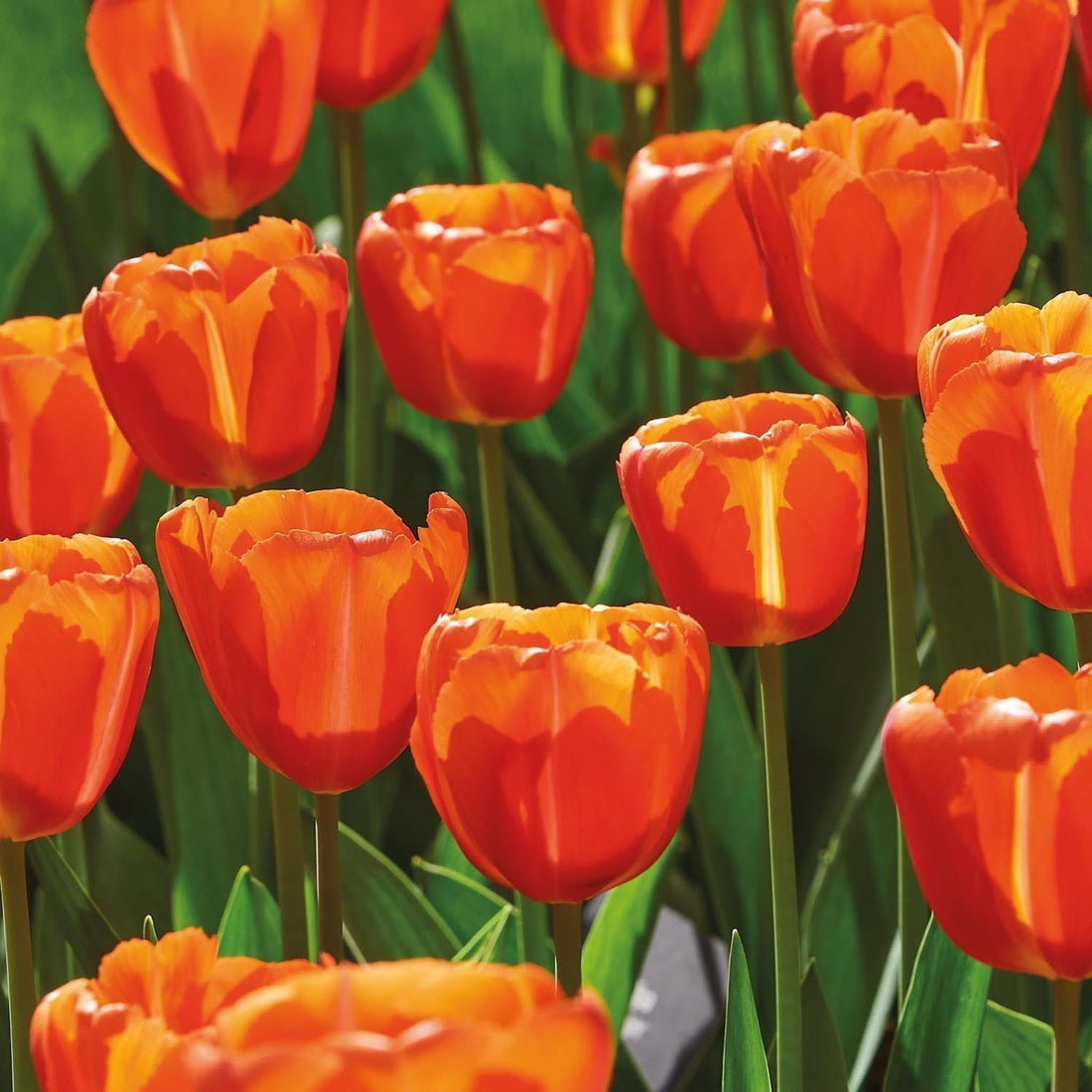 Tulp 'Orange Flavor'