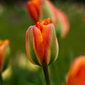 Tulp 'Orange Marmelade'