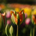 Tulp 'Orange Marmelade'