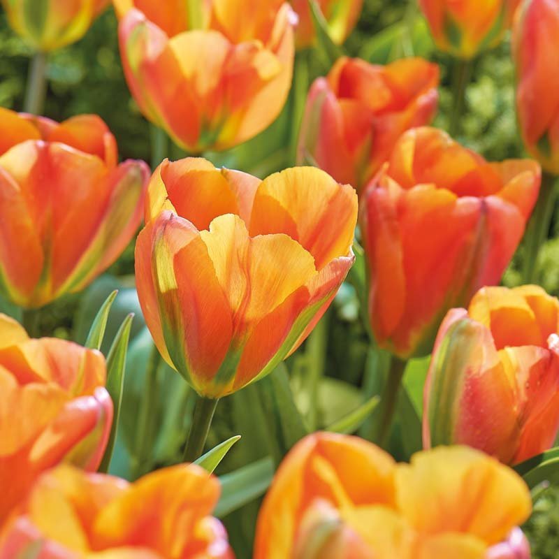 Tulp 'Orange Marmelade'