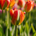 Tulp 'Orange Marmelade'