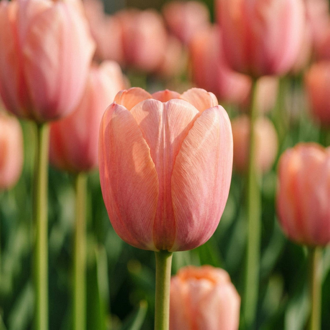 Tulp 'Orange Pride'