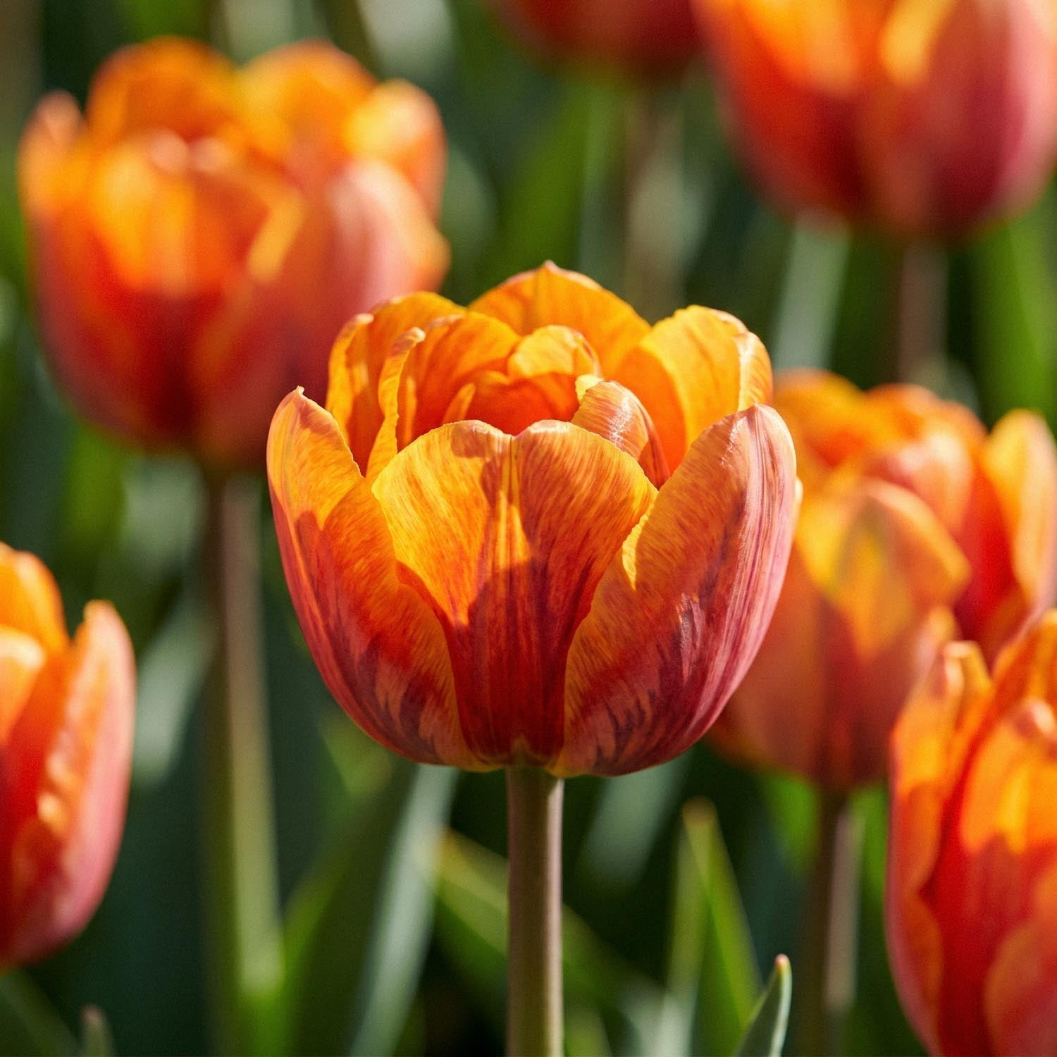 Tulp 'Orange Princess'