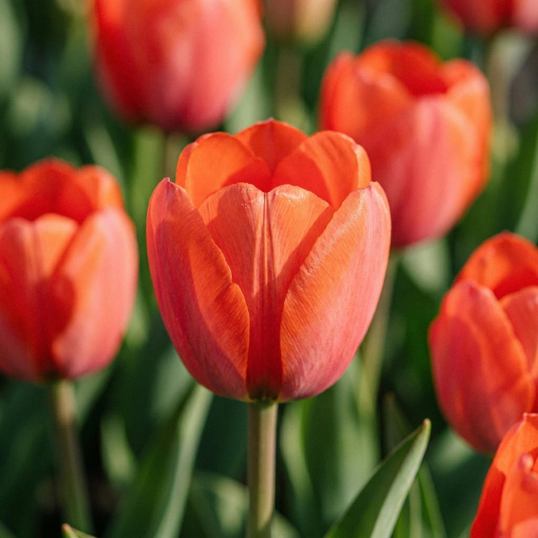 Tulp 'Orange van Eijk'