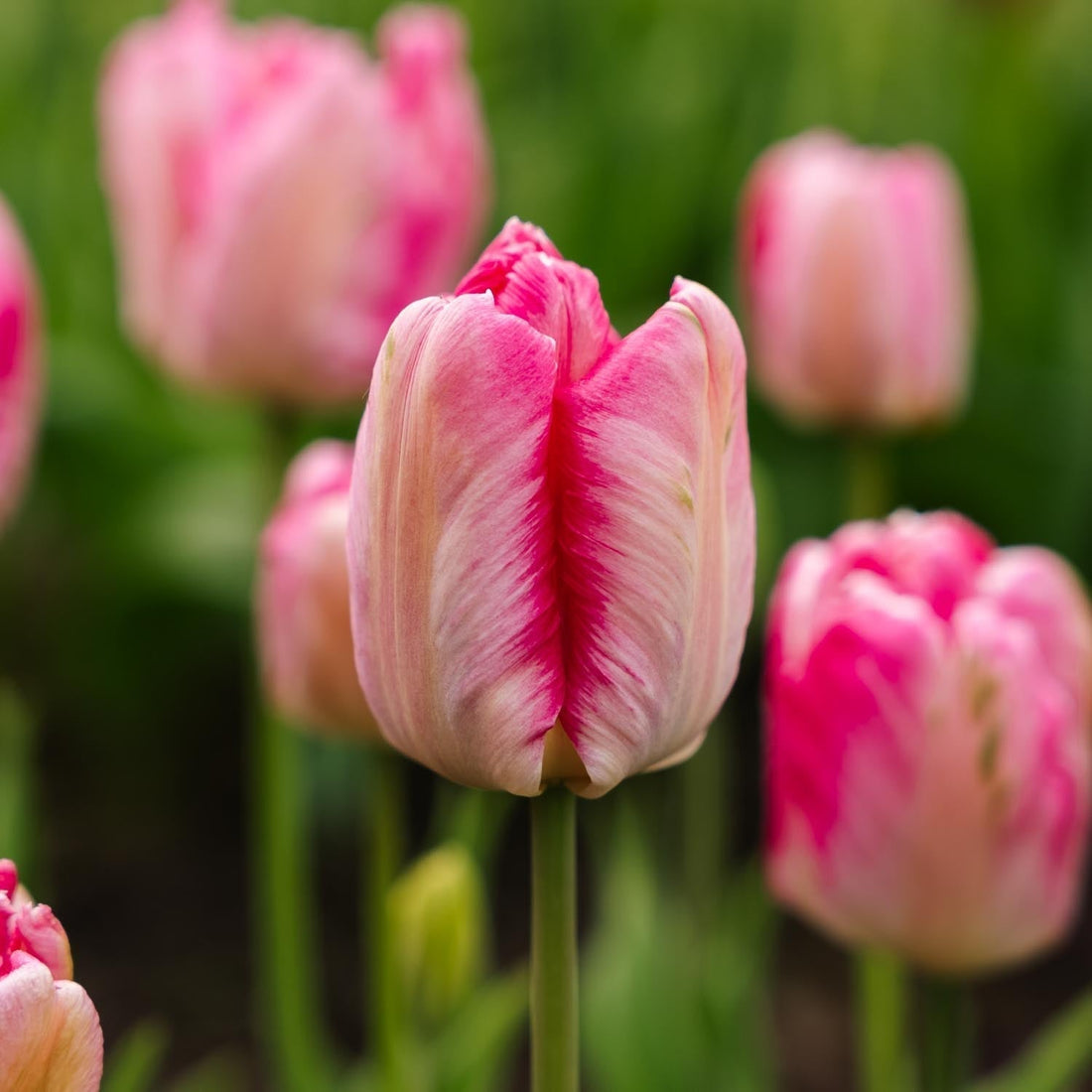 Tulp 'Parrot Pink Vision'