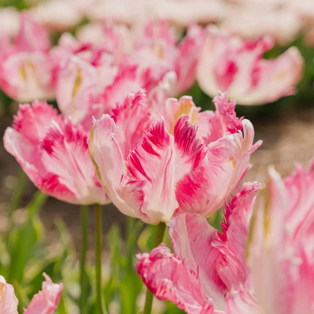 Tulp 'Parrot Pink Vision'