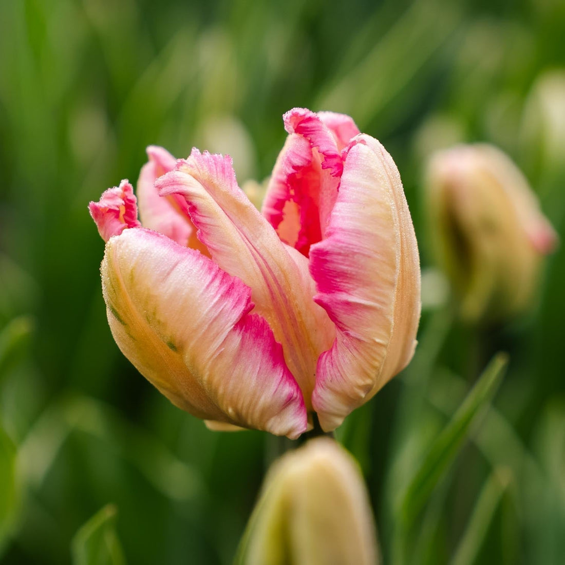 Tulp 'Parrot Pink Vision'