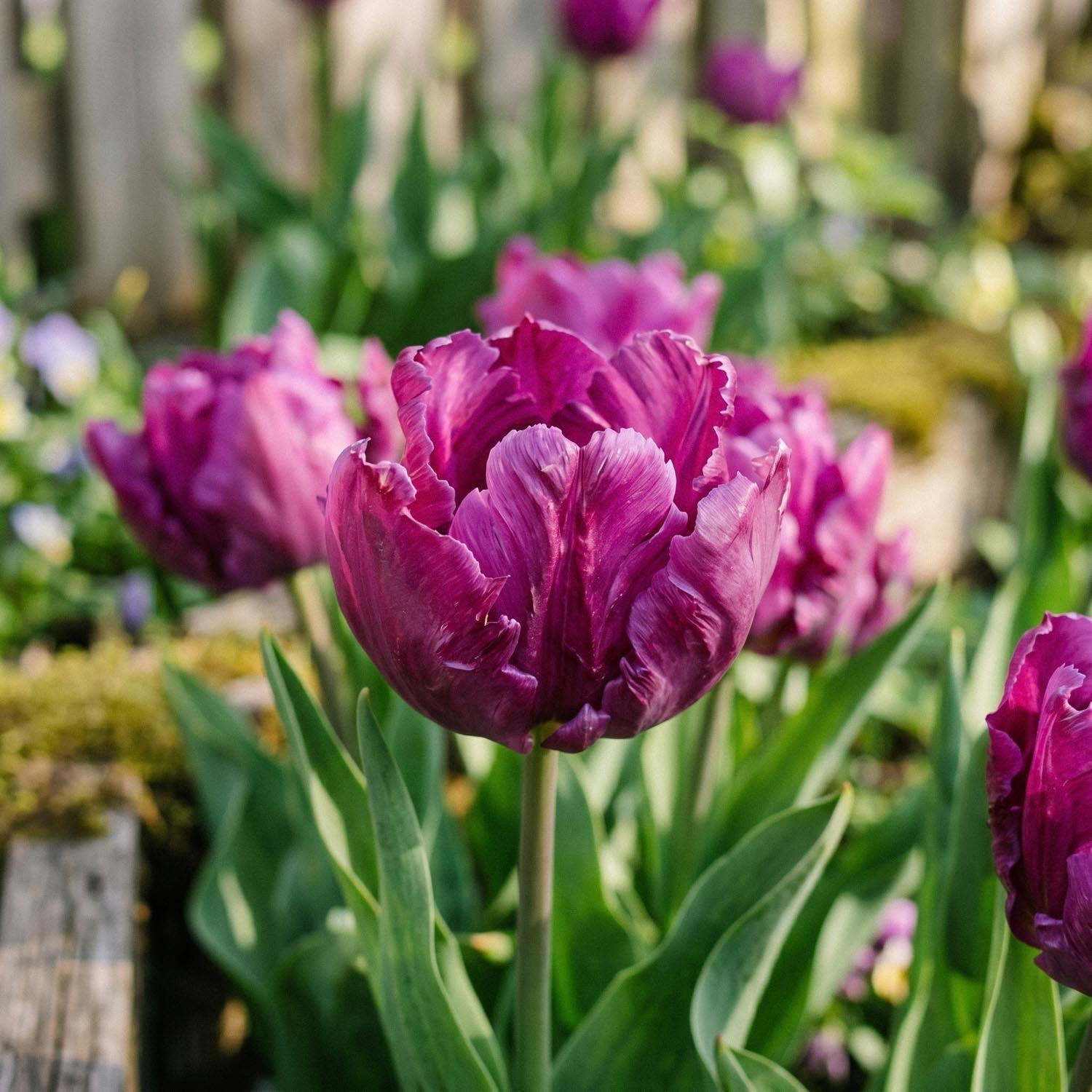 Tulp 'Parrot Prince'
