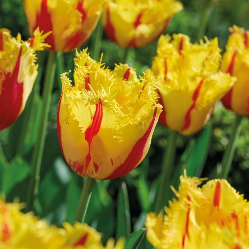 Tulp 'Party Clown'