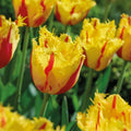 Tulp 'Party Clown'