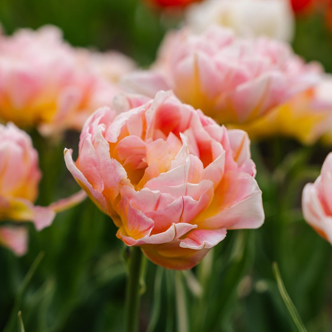 Tulp 'Password'