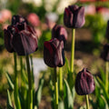 Tulp 'Paul Scherer'