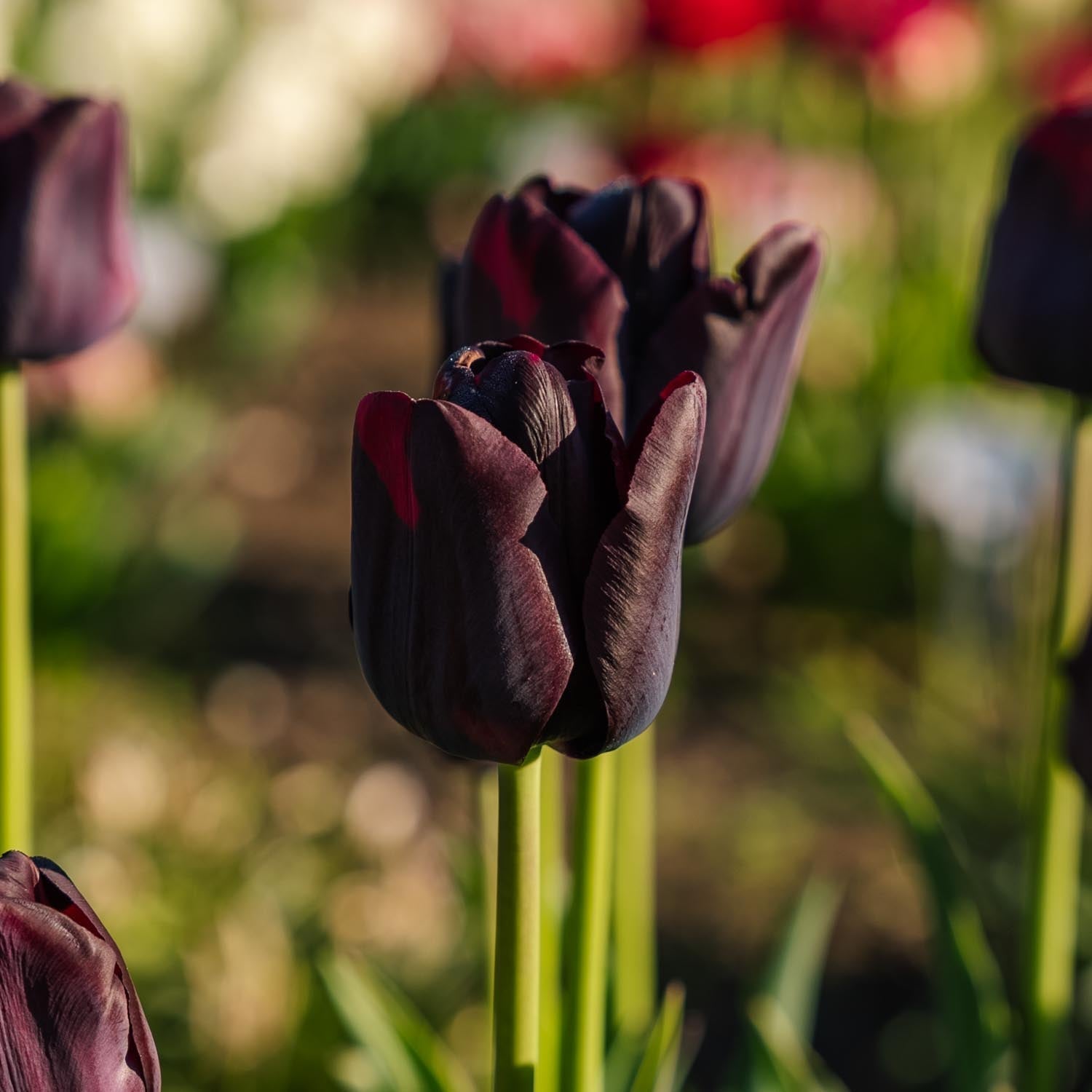 Tulp 'Paul Scherer'