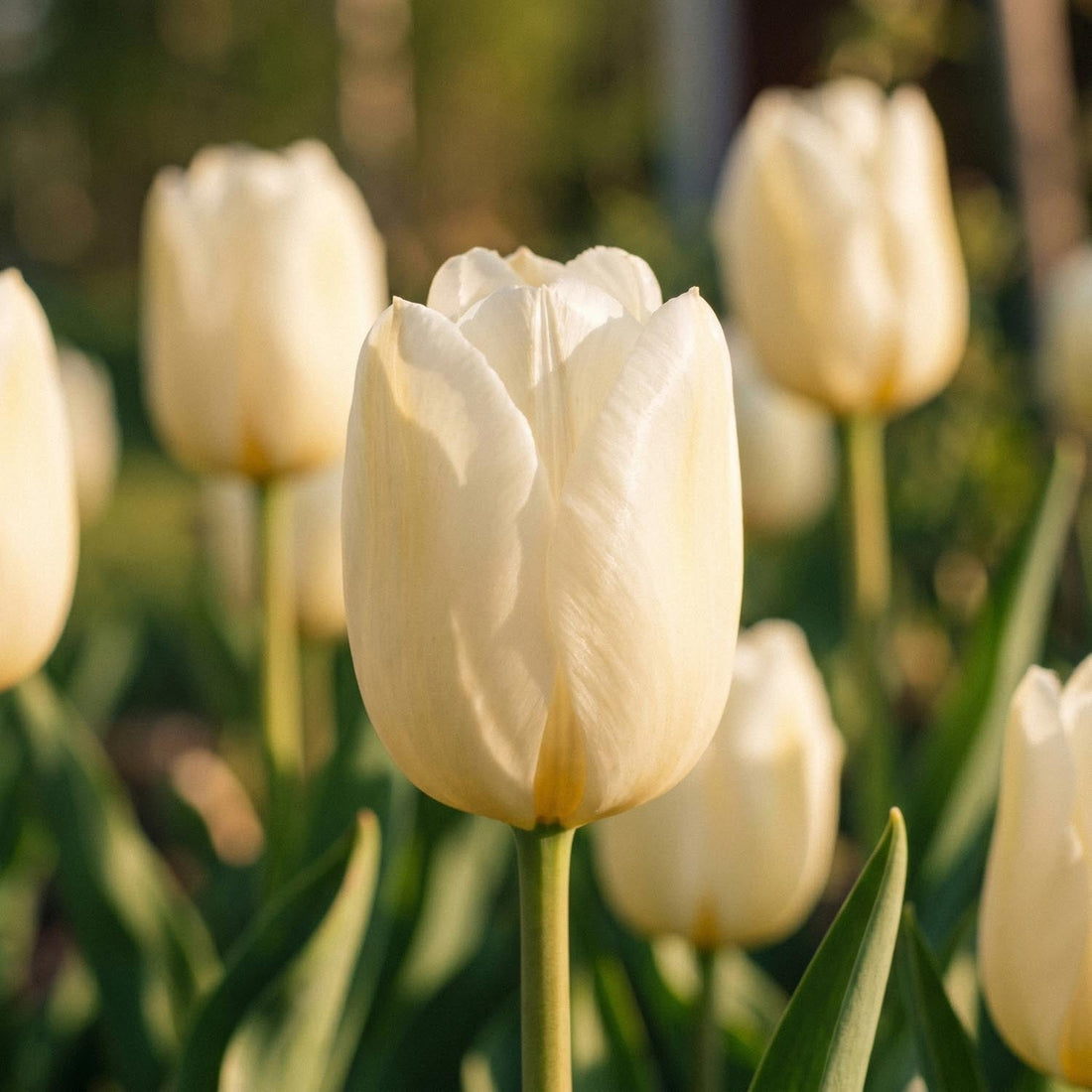 Tulp 'Pays Bas'