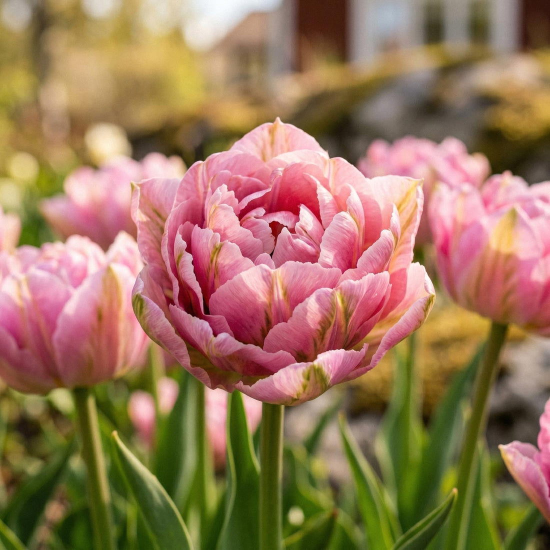 Tulp 'Peach Blossom'