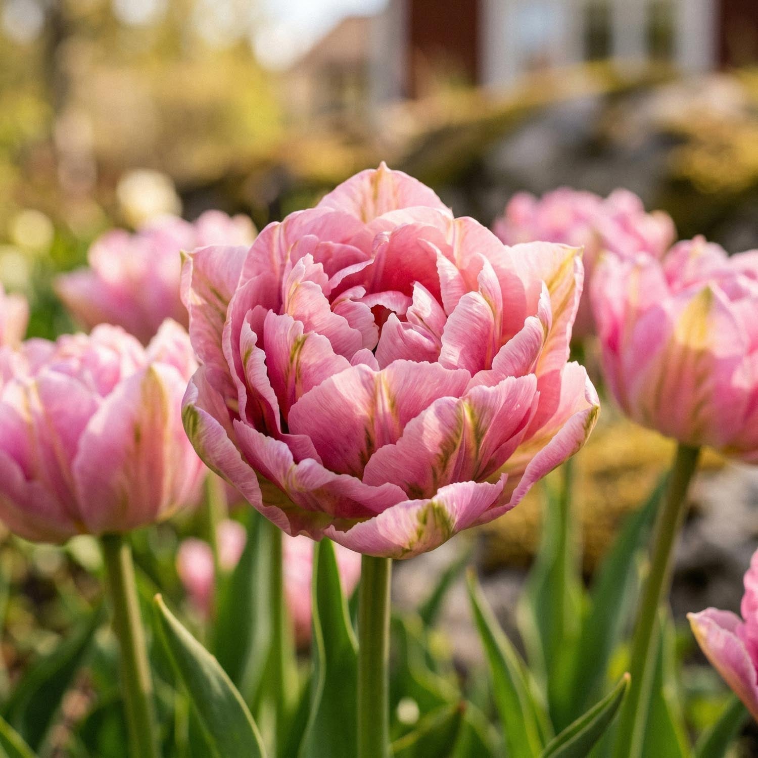 Tulp 'Peach Blossom'