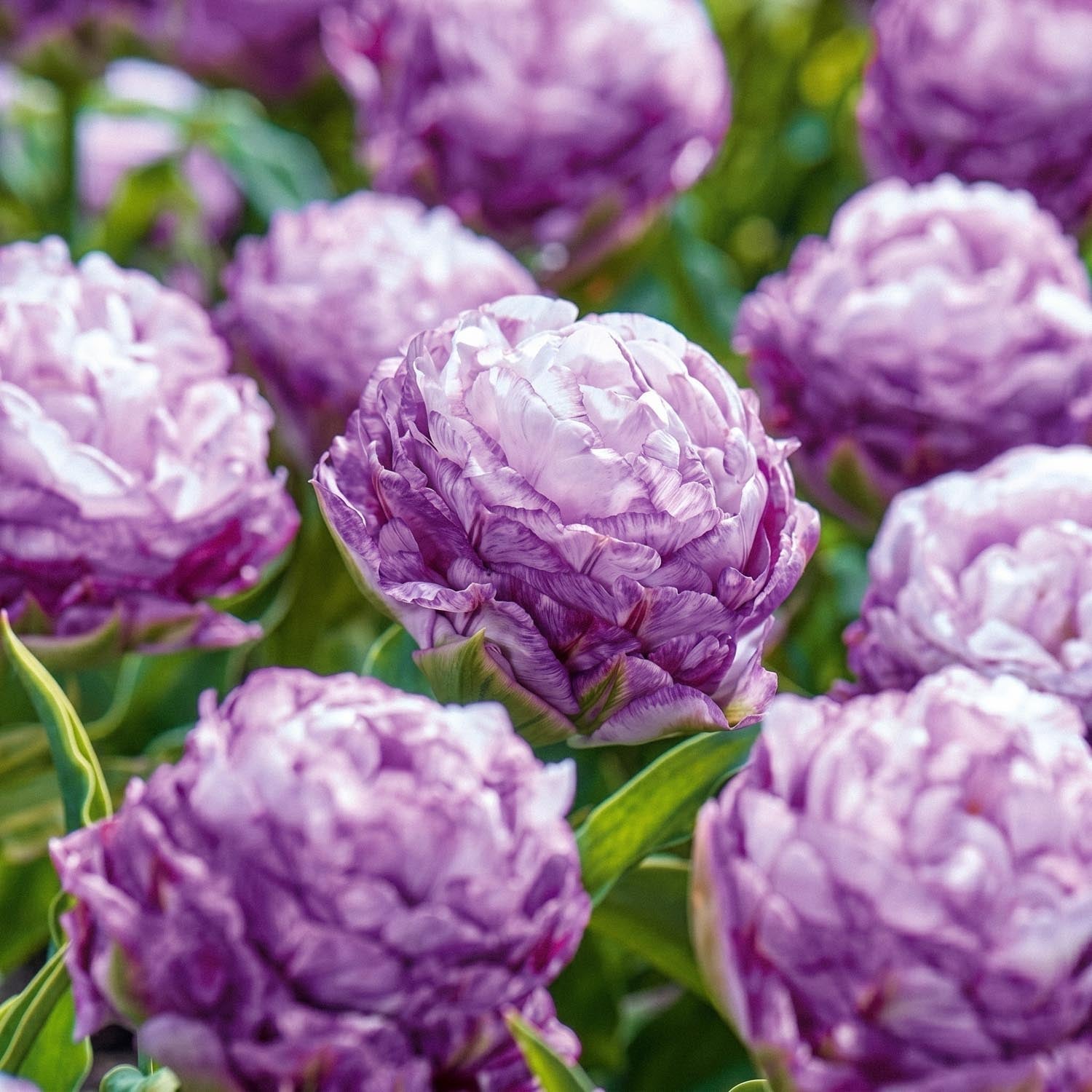 Tulp 'Peggy Wonder'