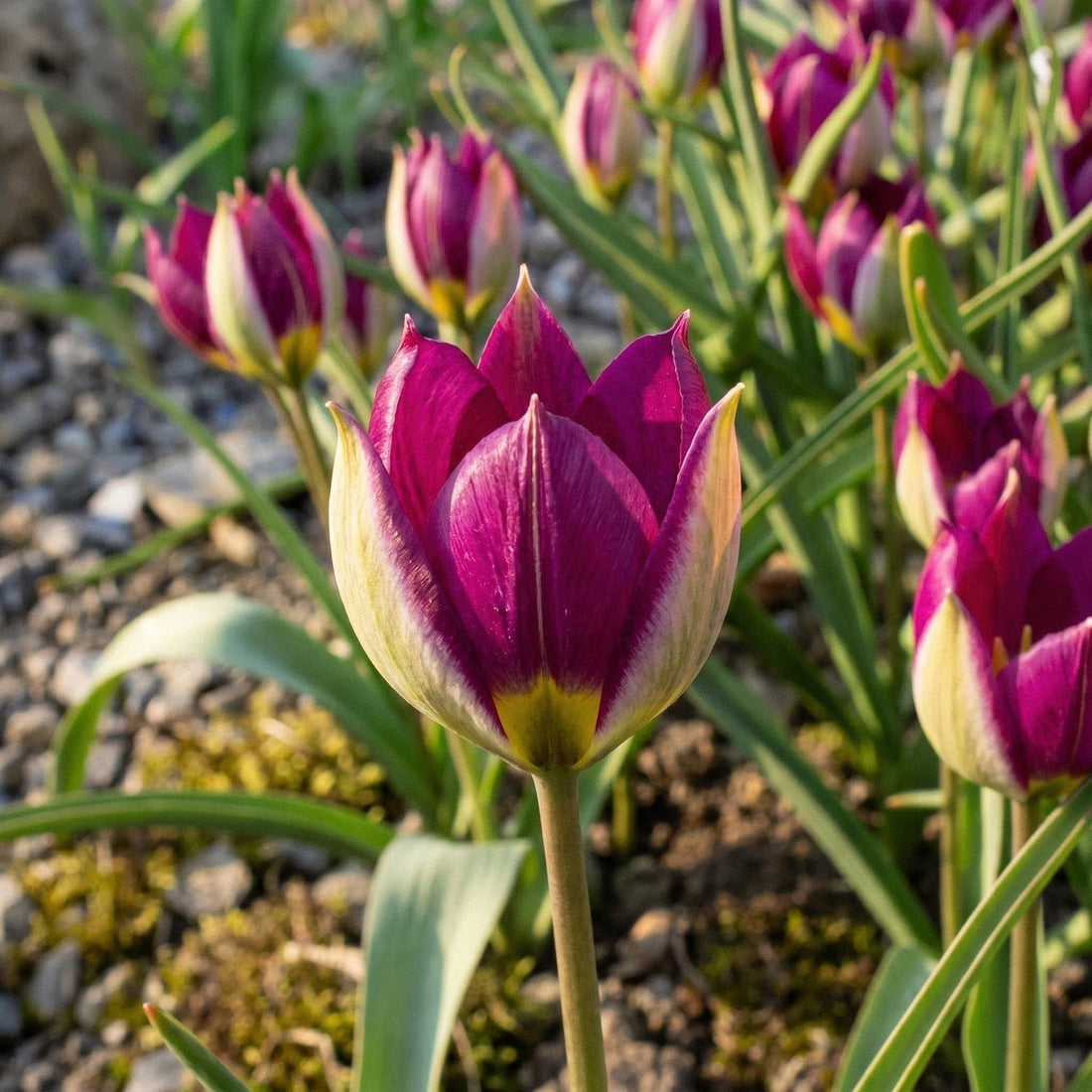 Tulp 'Persian Pearl'