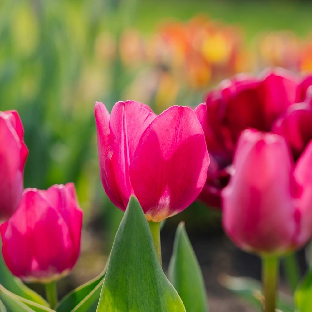 Tulp 'Pink Ardour'